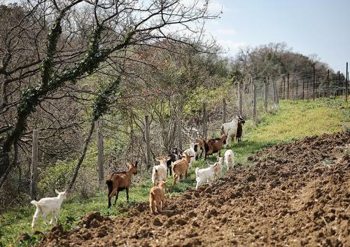 Agroturismo Casa Agricola Scorziello