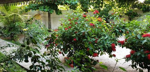 Lush Garden Villa House 2