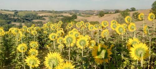 Agroturismo Barbagianni