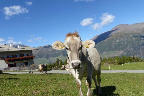 Agroturismo Bauernhof Mairing
