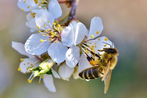 Agroturismo Bauernhof Mairing