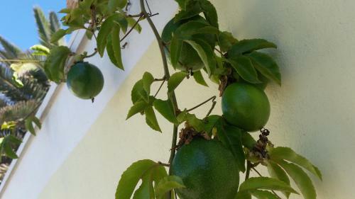 Bed & Breakfast Pension D'avignon