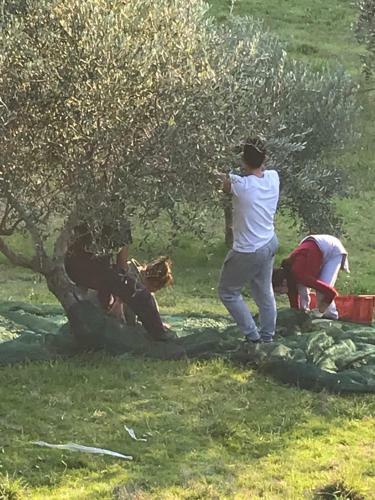 Agroturismo Colle Cornetto