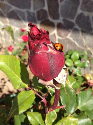 Agroturismo Agriturismo Monte Pino