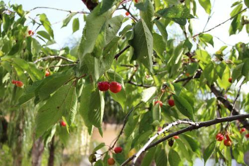 Giardino Del Vesuvio