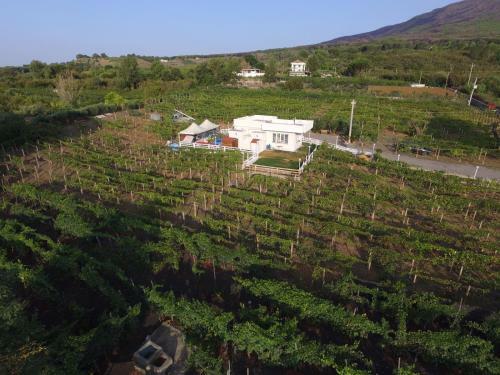 Tenuta Sul Vesuvio " Il Vigneto "