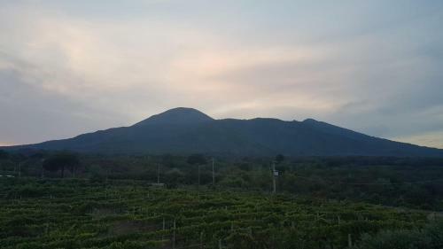 Tenuta Sul Vesuvio " Il Vigneto "