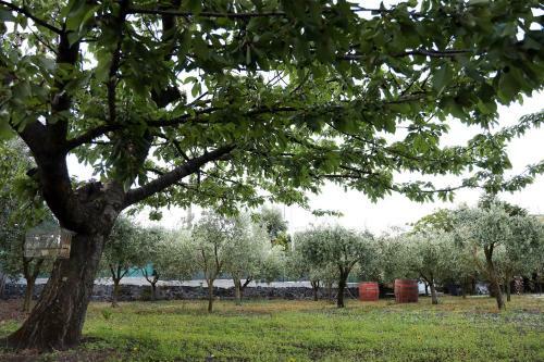 B&B Dimora Di Campagna "alle Falde Del Vesuvio"