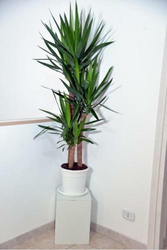 Bed & Breakfast Leo&italy's House