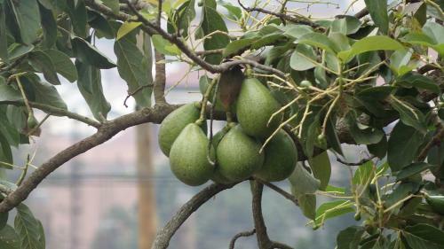 Luxury Acacia Villa With Kampala's Best View