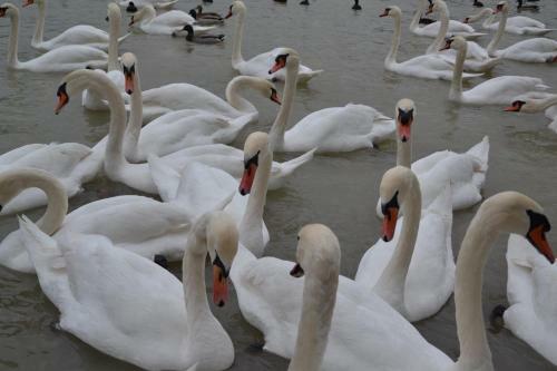 Bed & Breakfast Gostisce Jezero