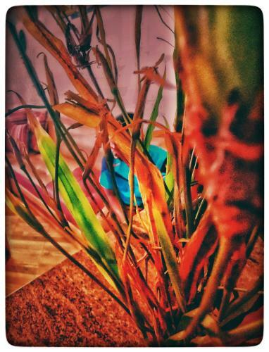 Vacation Rental Home Apartment