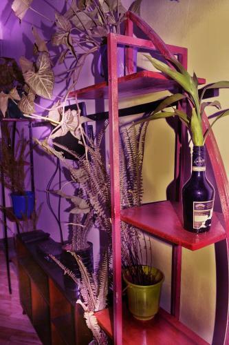 Vacation Rental Home Apartment