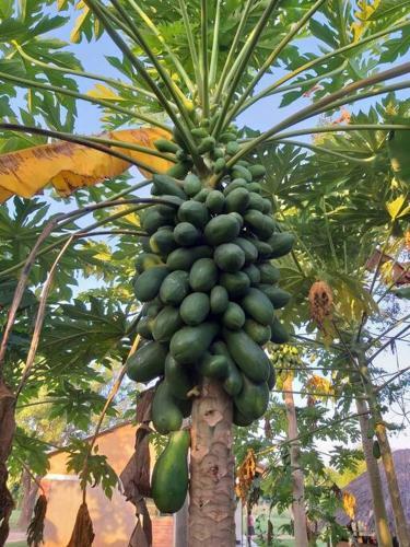 Villa For Rent In Kampala Najjera