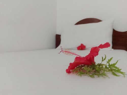 Bed & Breakfast H & H Bungalows