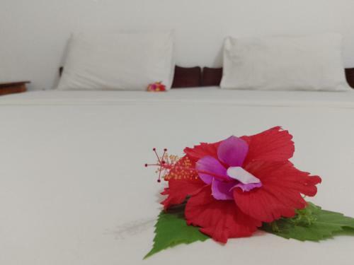 Bed & Breakfast H & H Bungalows