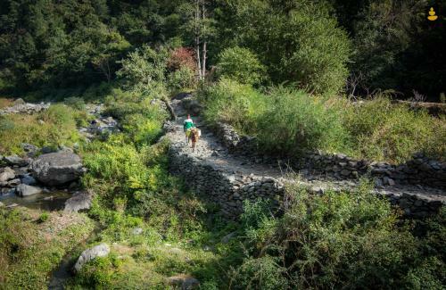 Livingstone Camping Site, Bhimtal