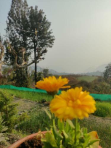 Baakhei Campsite Homestay