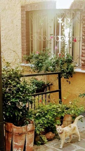 Casa In Borgo Tipico Lucano Colazione Inclusa