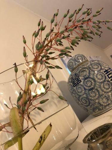 Apartamento Figtree Magic Cottage