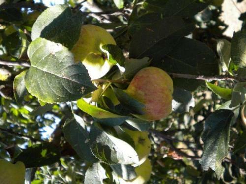 Agroturismo Agriturismo Il Melo