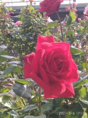 Bed & Breakfast Alle Rose Barcolane
