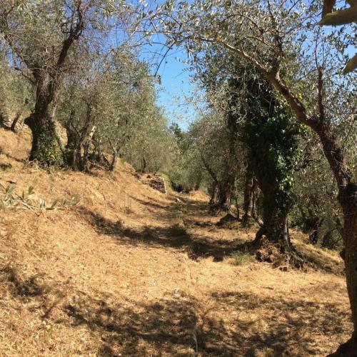 Apartamento Casa Rurale Selvadolivo
