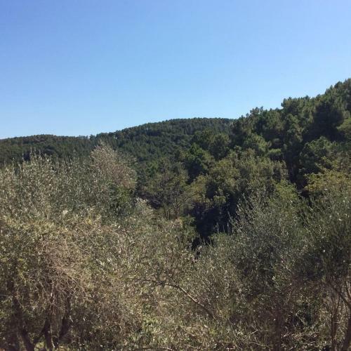 Apartamento Casa Rurale Selvadolivo
