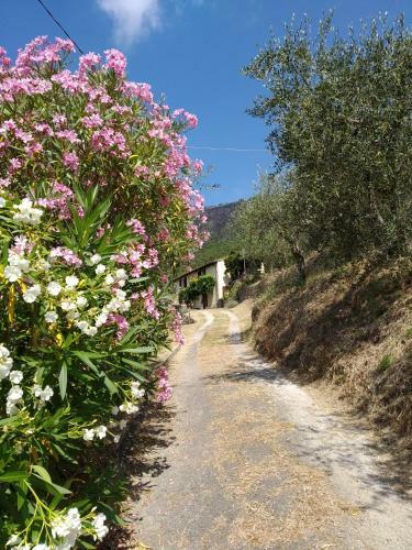 Apartamento Casa Rurale Selvadolivo