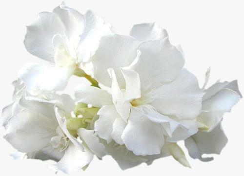 Calla, Calluna & Gardenia Apartments