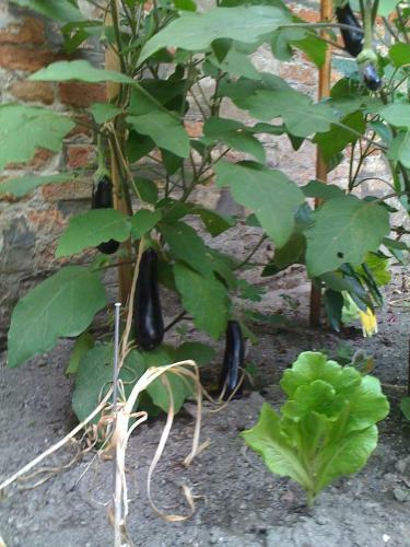 Apartamento Ca' Ermina & Garden