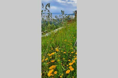 La Finestra Sul Golfo - Citra 010018-lt-0033 -