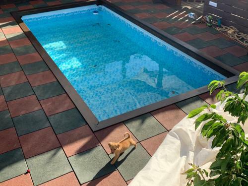Majdal Shams/989 Apartment