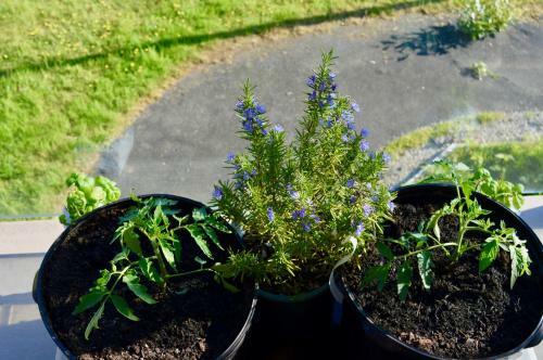 Villa Oceanfront Suite