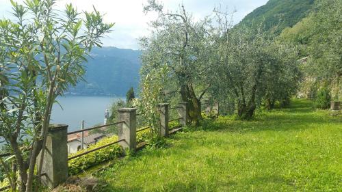 Gli Ulivi Di Nesso