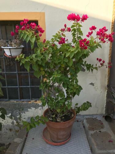 Bed & Breakfast La Casa Tra I Vigneti