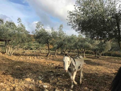 Apartamento Il Fiorino Di Badia