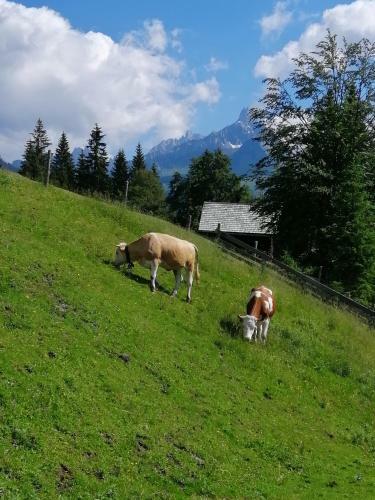 Apartamento Appartement Berglerhof