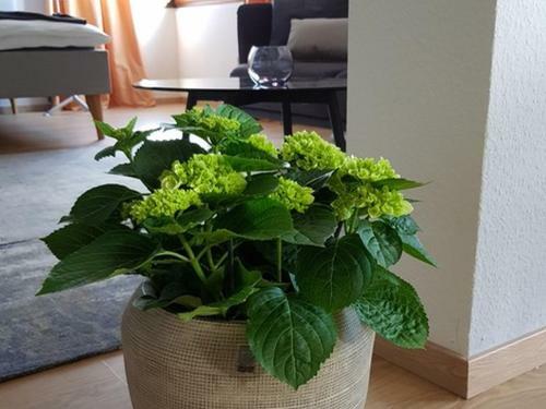Apartamento Die Ferienwohnung