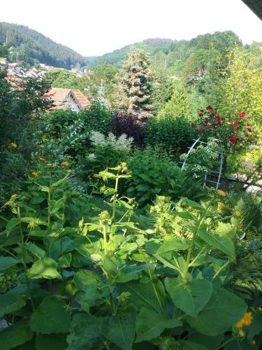Apartamento Fewo Zum Alten Bergdoktor