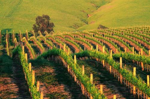 Apartamento Spectacular Stay At Silverado In Napa