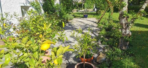Apartamento Ferienwohnungen Elise Und Miro