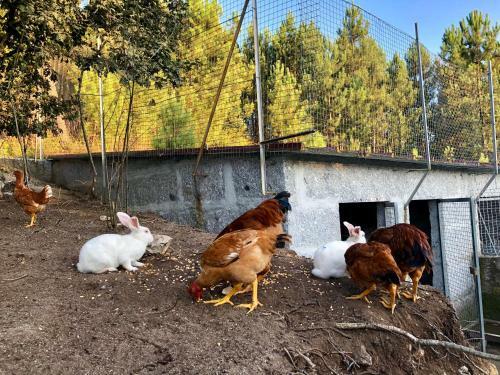 Casa Da Quinta Da Prelada Sim�o Partie Basse