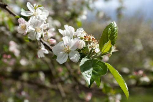 Villa Casa Da Eira "lavoura Da Bou�a - Fruta Bio"