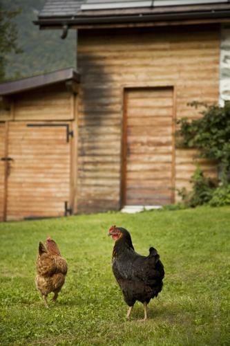 Bed & Breakfast La Ferme De No�mie