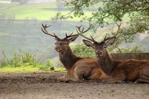 Ericeira Beach Trip Apartment