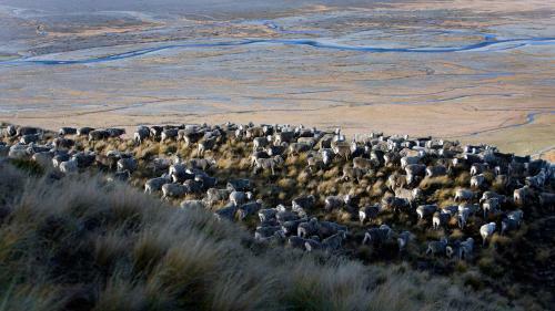 Motel Glentanner Park Centre