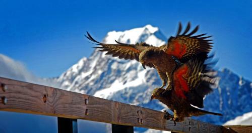 Motel Glentanner Park Centre