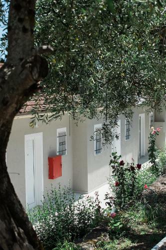 Olive Grove Poolside Apartments