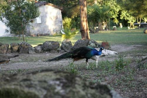 T2 Casinha Da Cal�ada